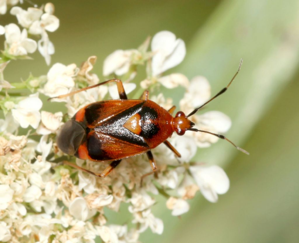 Miridae:   Deraeocoris ruber ?    S !