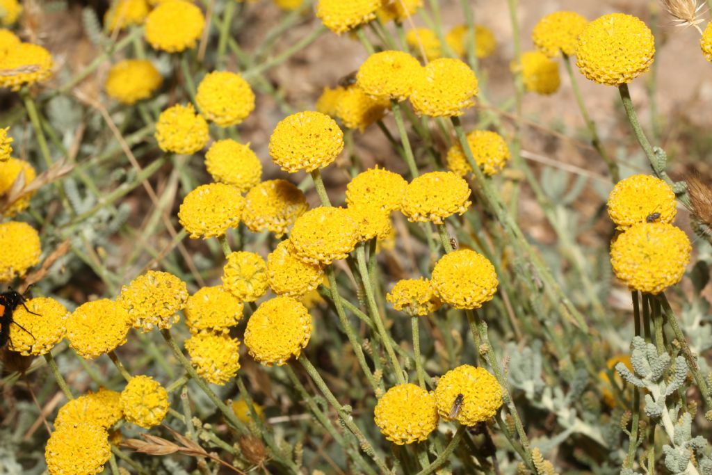 Santolina insularis / Crespolina maggiore