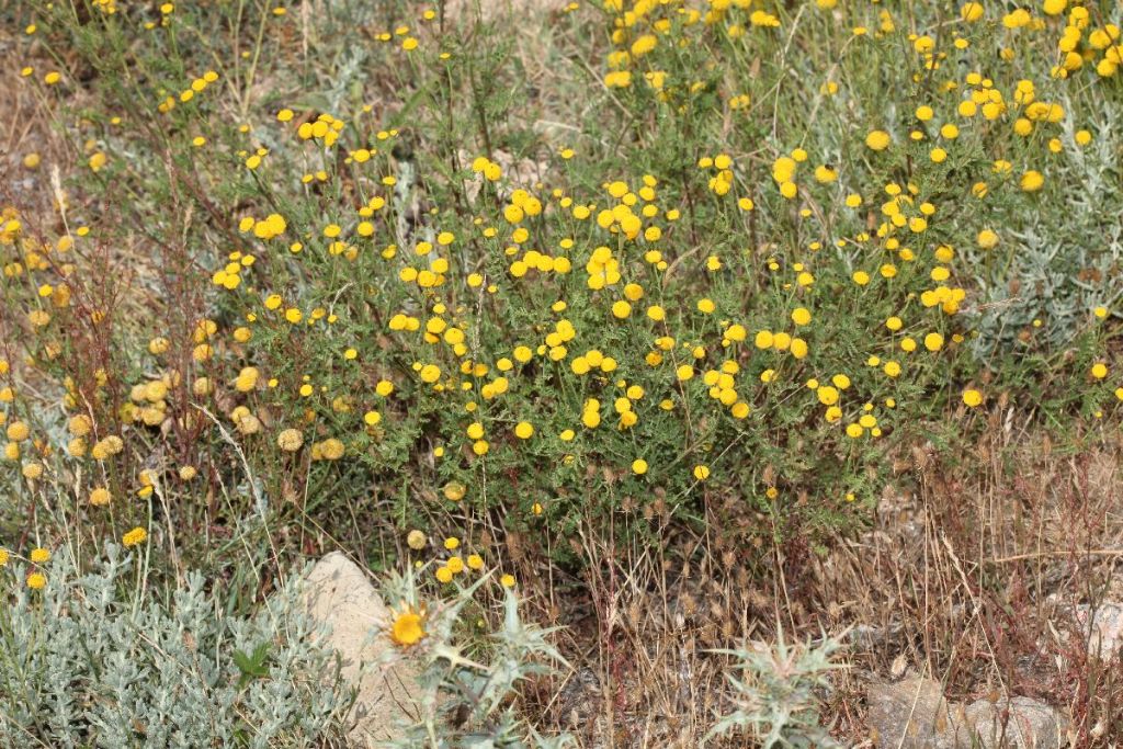 Tanacetum audibertii / Erba-amara sardo-corsa