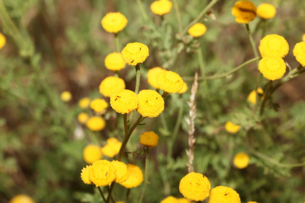 Tanacetum audibertii / Erba-amara sardo-corsa