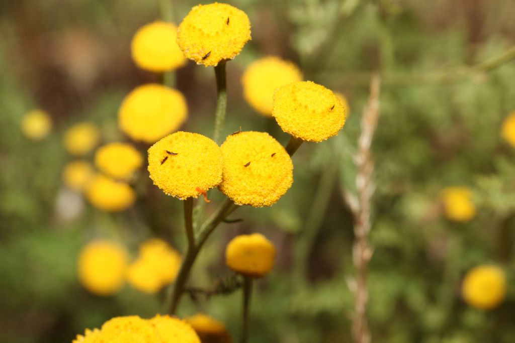 Tanacetum audibertii / Erba-amara sardo-corsa