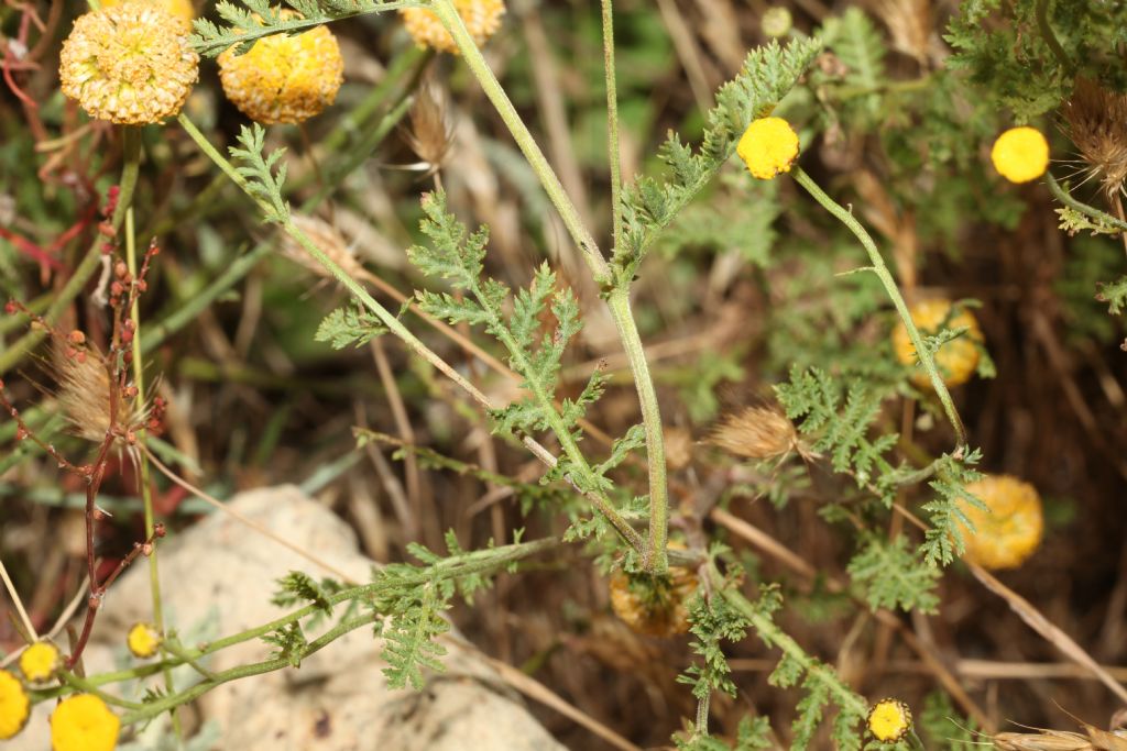 Tanacetum audibertii / Erba-amara sardo-corsa