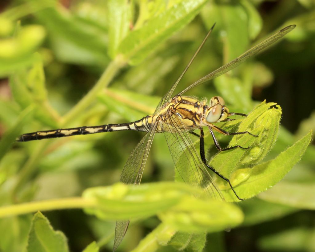 Femmina di Orthetrum trinacria.