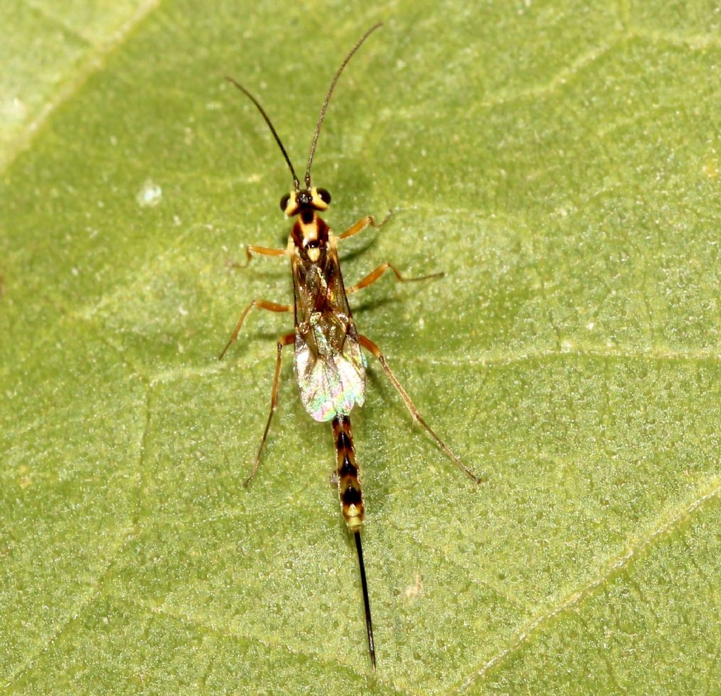 Ichneumonidae Cremastinae