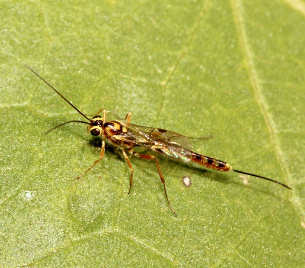 Ichneumonidae Cremastinae