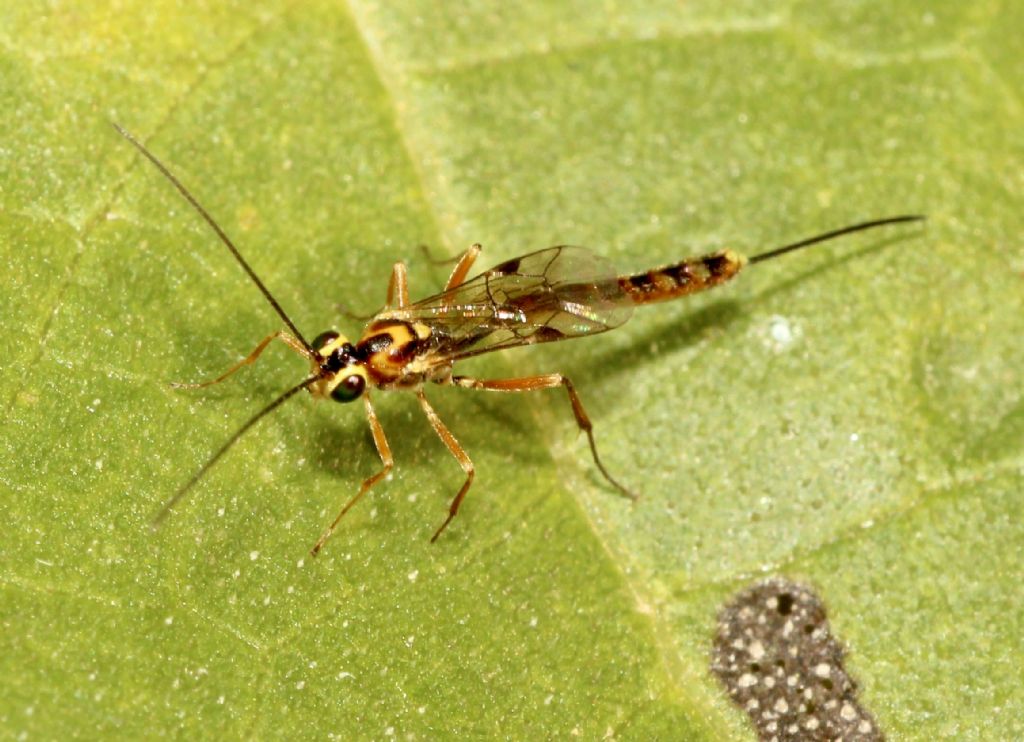 Ichneumonidae Cremastinae