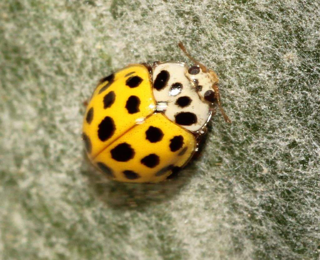 Coccinellidae:   Psyllobora vigintiduopunctata