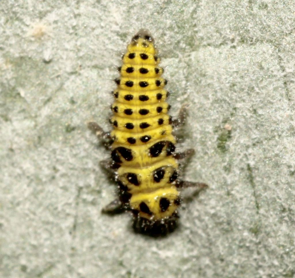 Coccinellidae:   Psyllobora vigintiduopunctata
