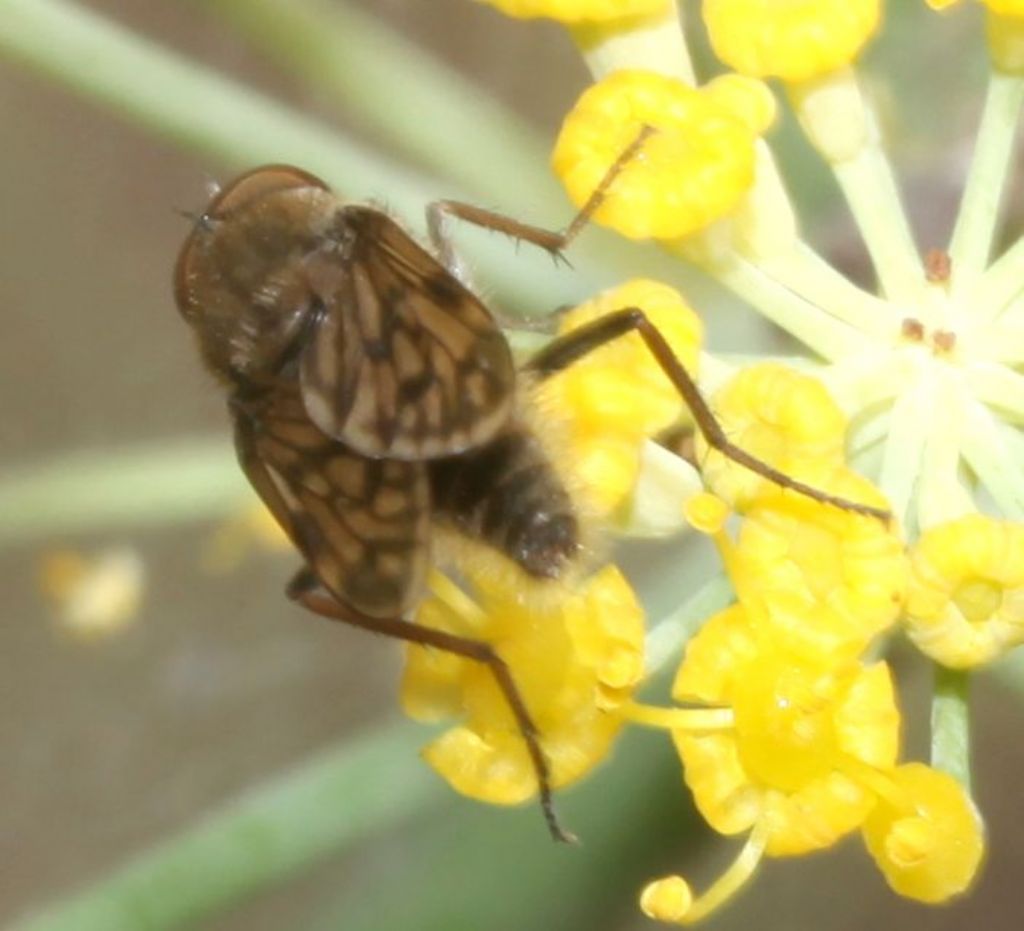 Thereva spiloptera maschio.