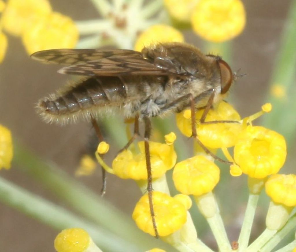 Thereva spiloptera maschio.