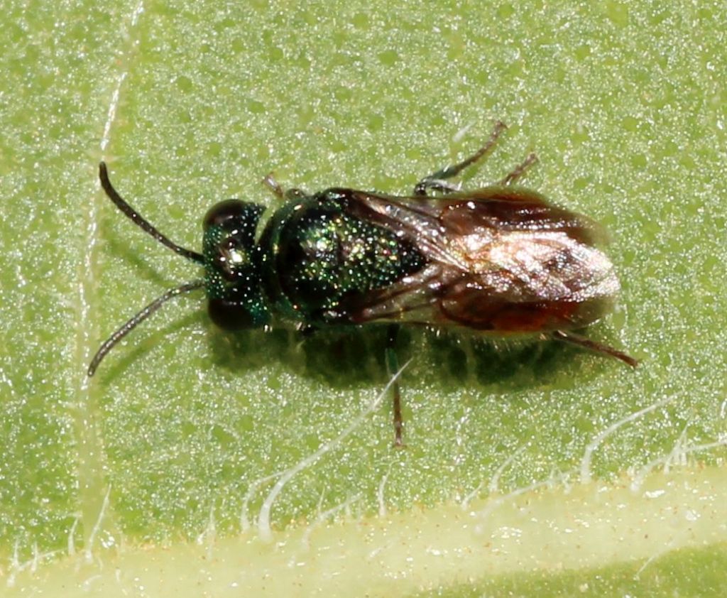 Piccolo Chrysididae: Philoctetes perraudini