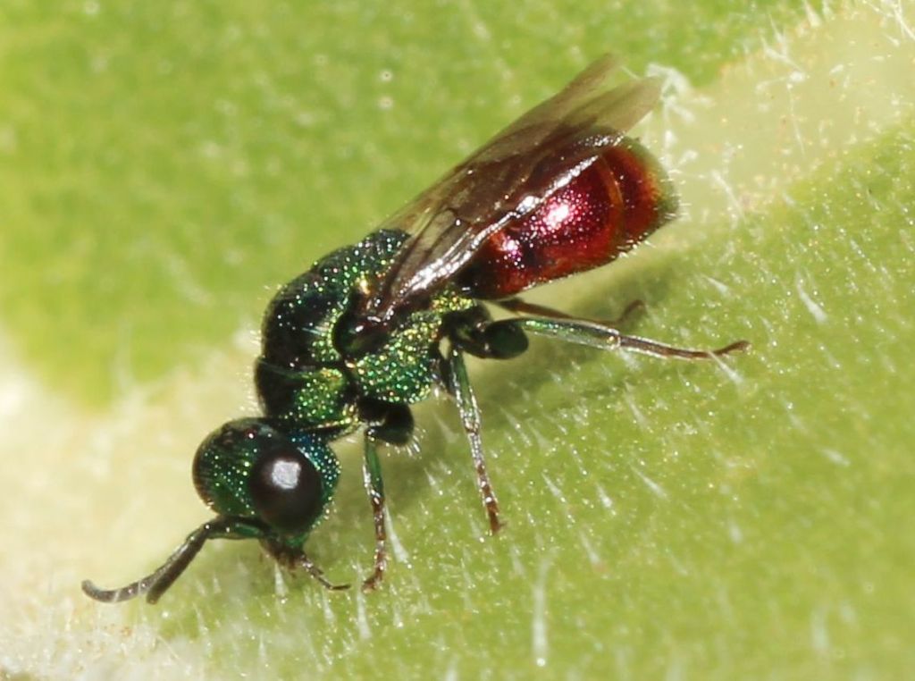 Piccolo Chrysididae: Philoctetes perraudini