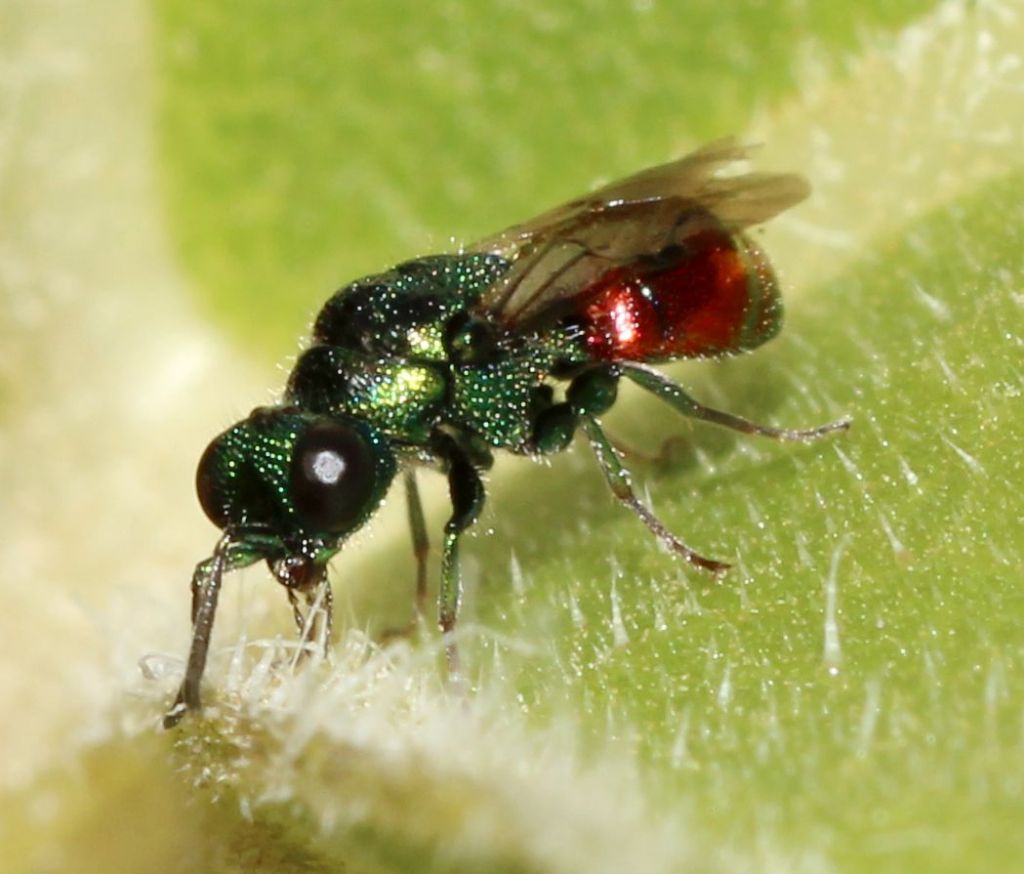 Piccolo Chrysididae: Philoctetes perraudini