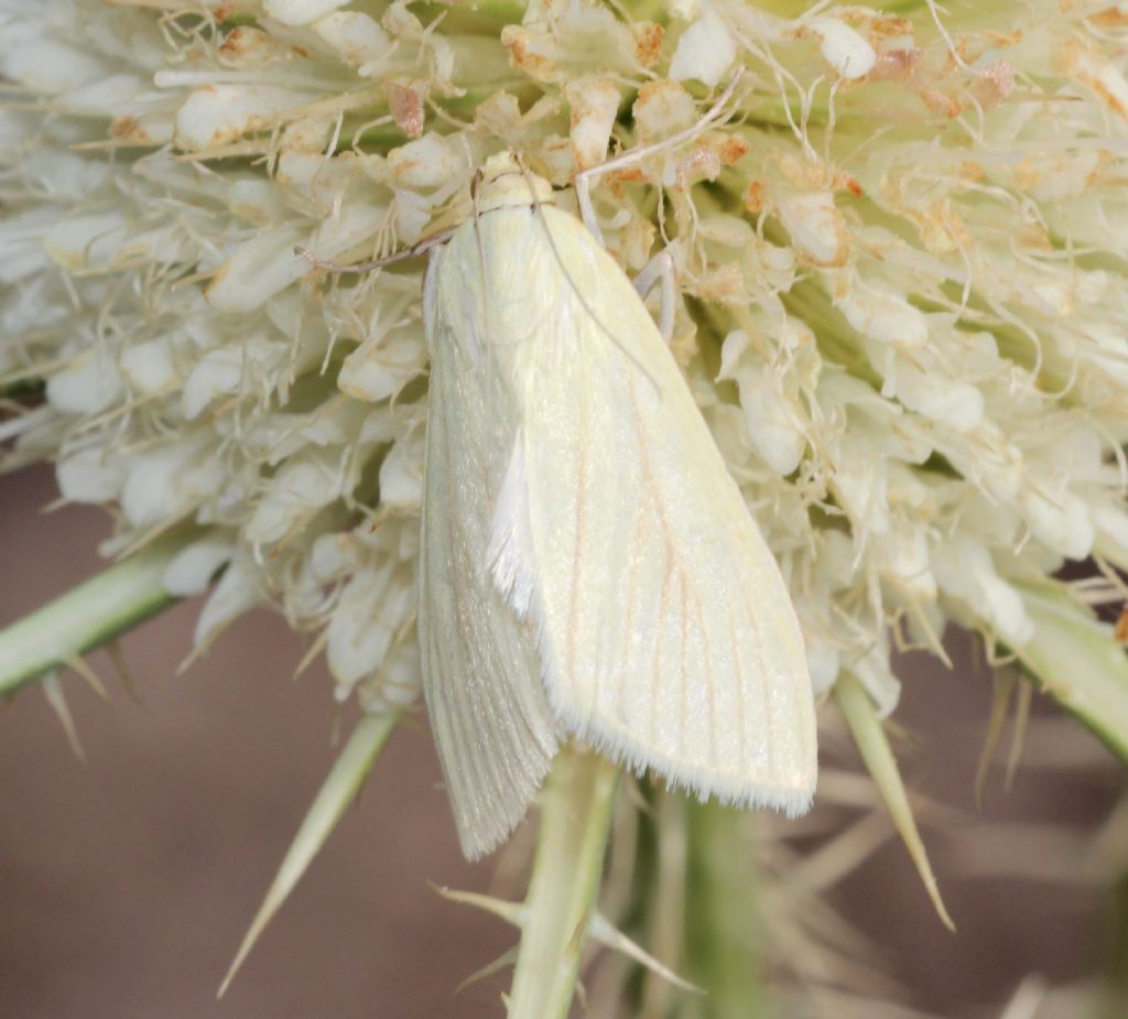 Identificabile? Sitochroa palealis, Crambidae