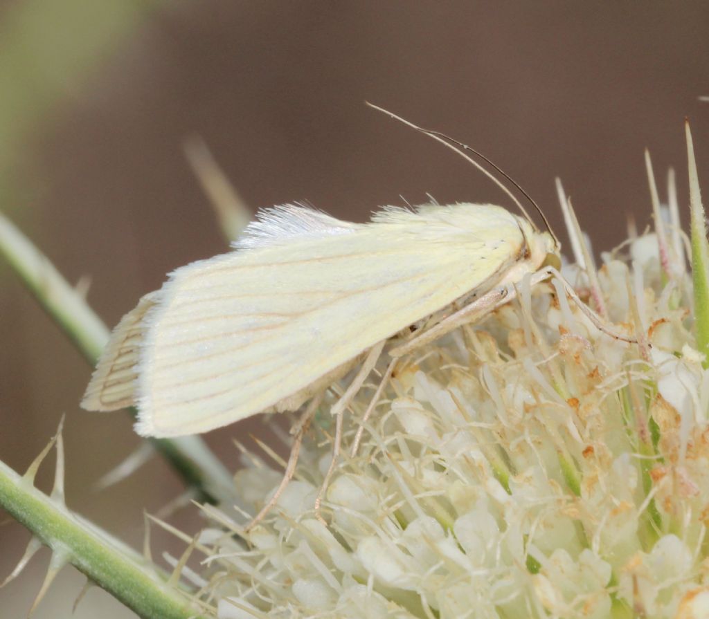 Identificabile? Sitochroa palealis, Crambidae