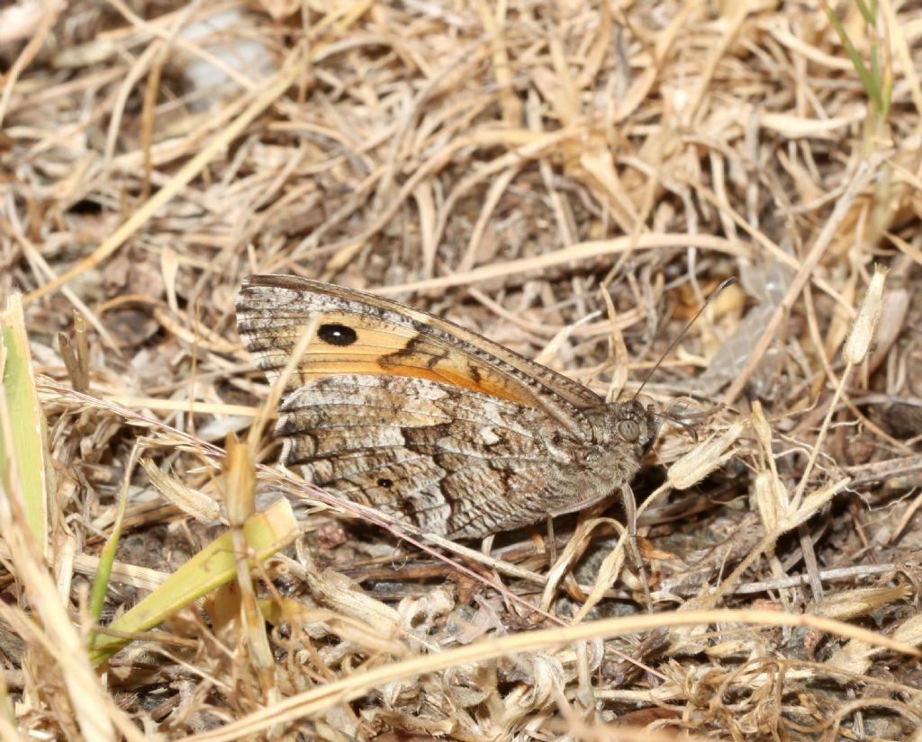 Hipparchia (?) - Hipparchia (Parahipparchia) aristaeus, Nymphalidae