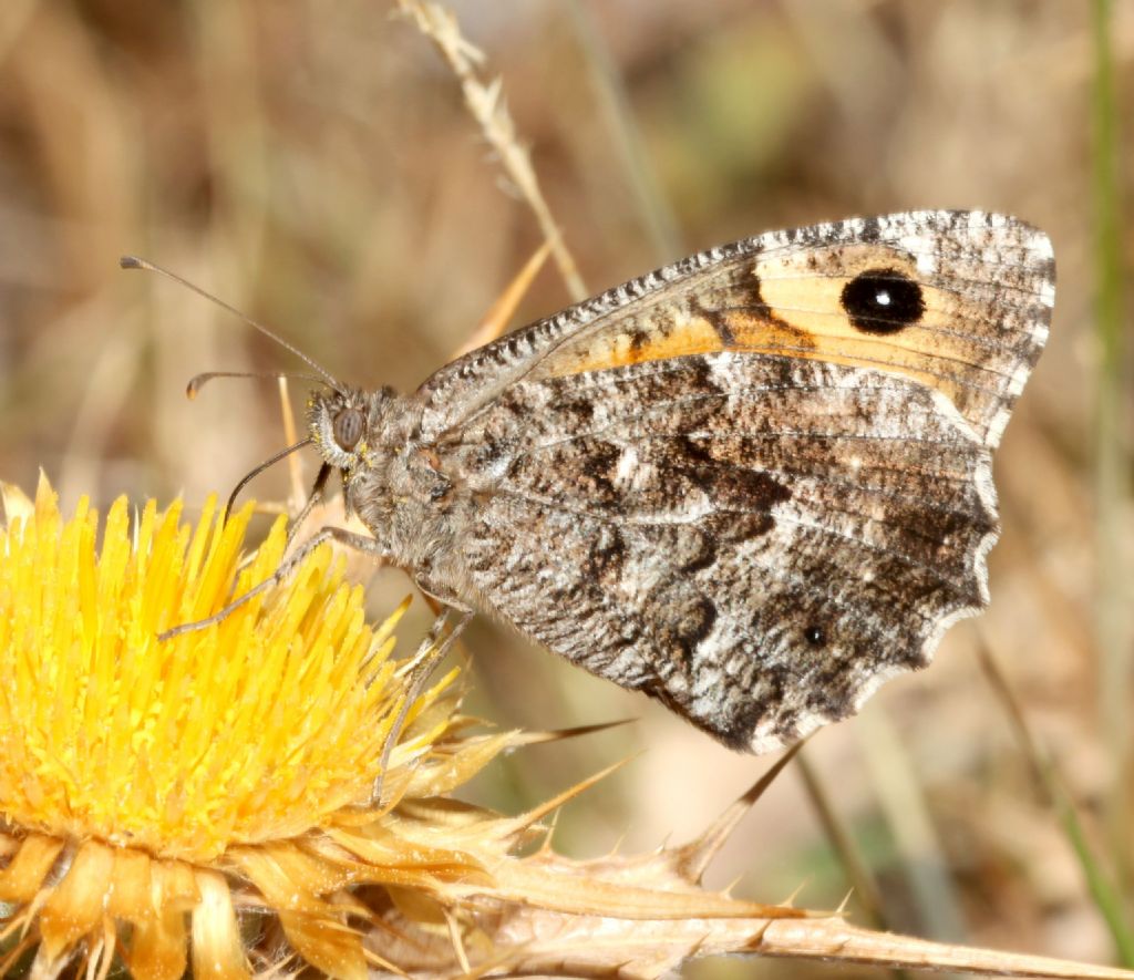 Hipparchia (?) - Hipparchia (Parahipparchia) aristaeus, Nymphalidae