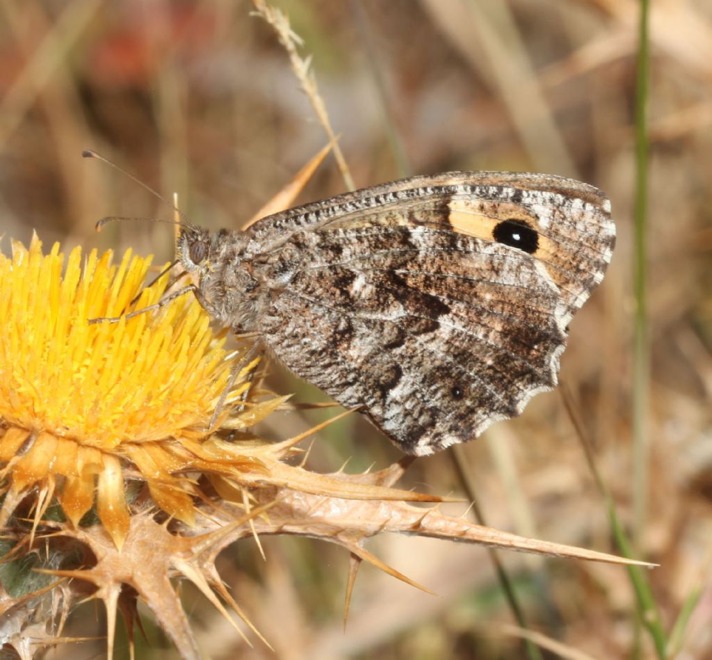 Hipparchia (?) - Hipparchia (Parahipparchia) aristaeus, Nymphalidae