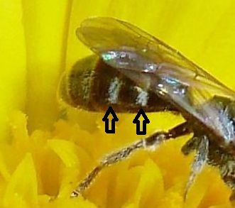 Apidae Halictinae: Lasioglossum  sp.