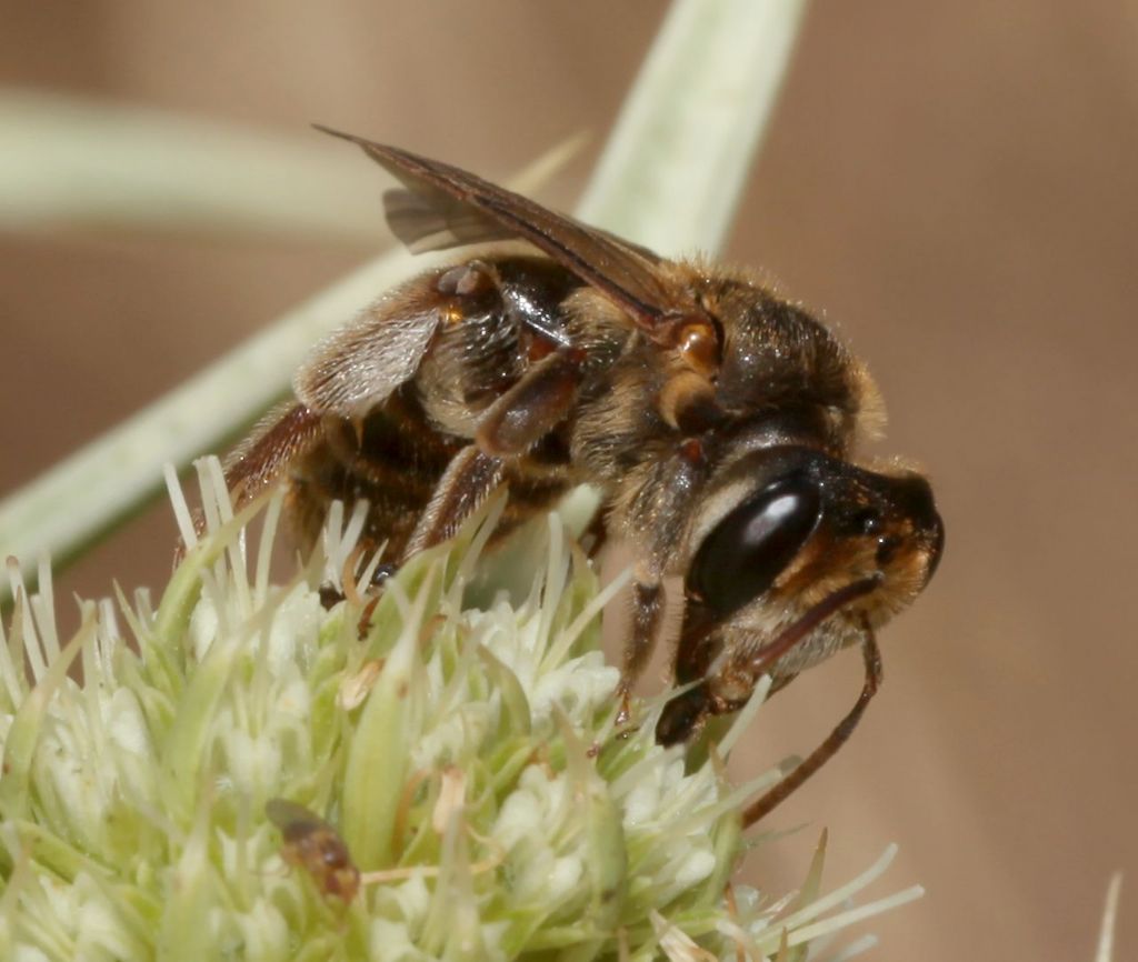 Andrena (Holandrena) variabilis