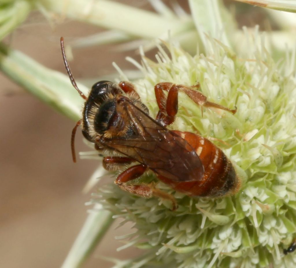 Andrena (Holandrena) variabilis