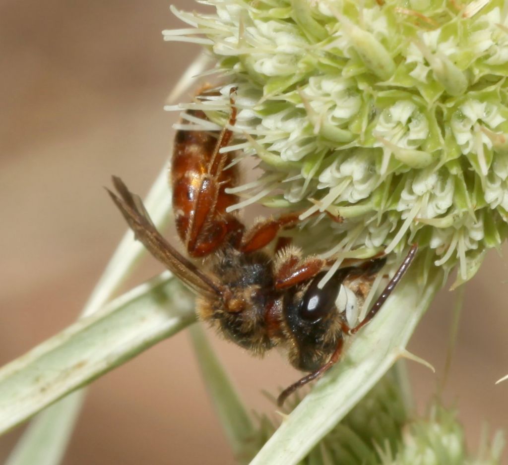 Andrena (Holandrena) variabilis