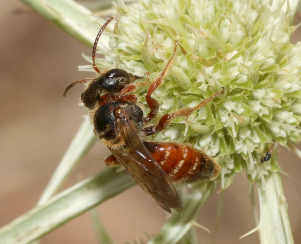 Andrena (Holandrena) variabilis