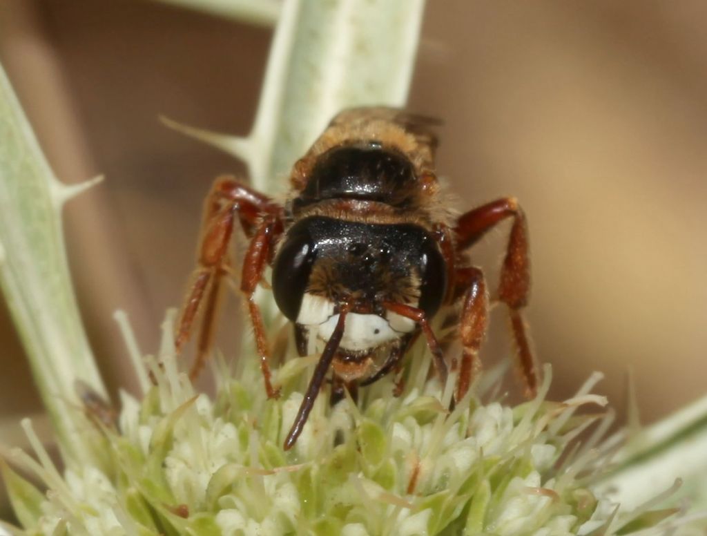 Andrena (Holandrena) variabilis