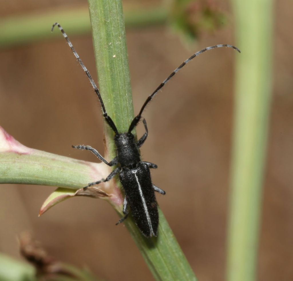 Agapanthia cardui, Cerambycidae