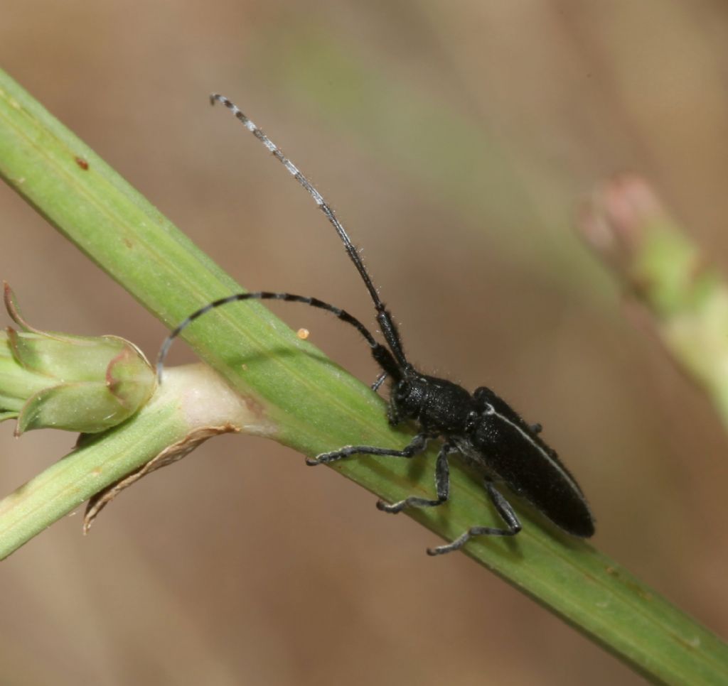 Agapanthia cardui, Cerambycidae