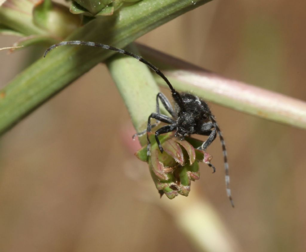 Agapanthia cardui, Cerambycidae