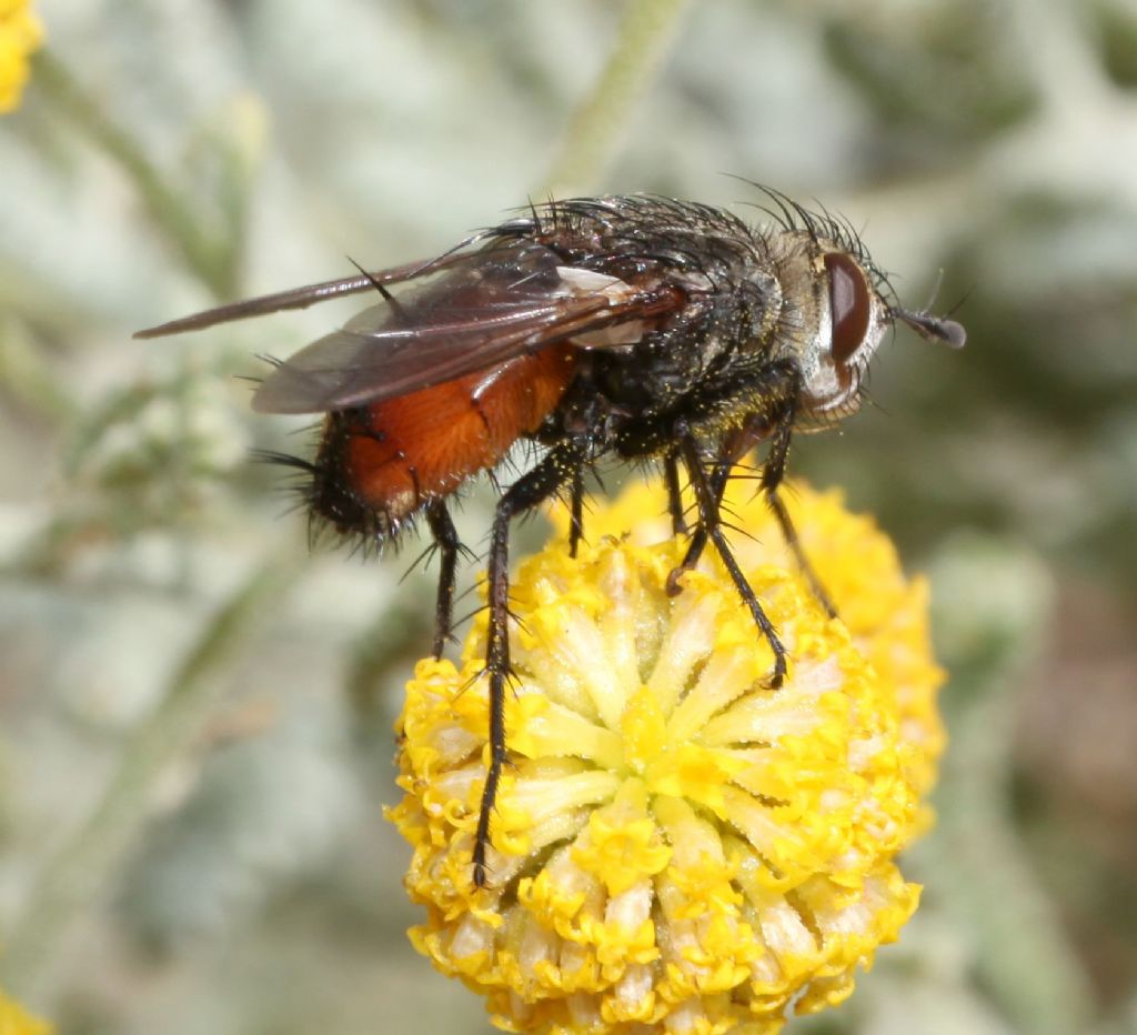 Peleteria rubescens femmina (Tachinidae)