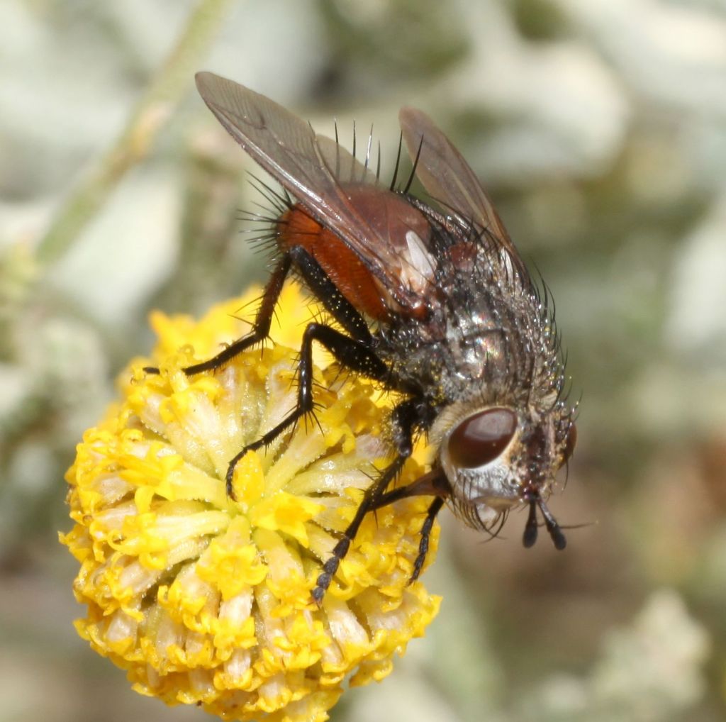 Peleteria rubescens femmina (Tachinidae)