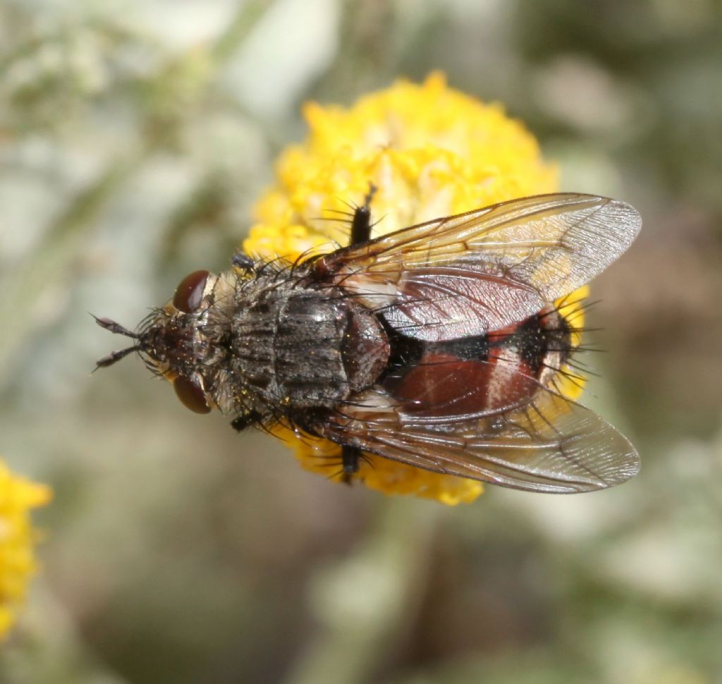 Peleteria rubescens femmina (Tachinidae)