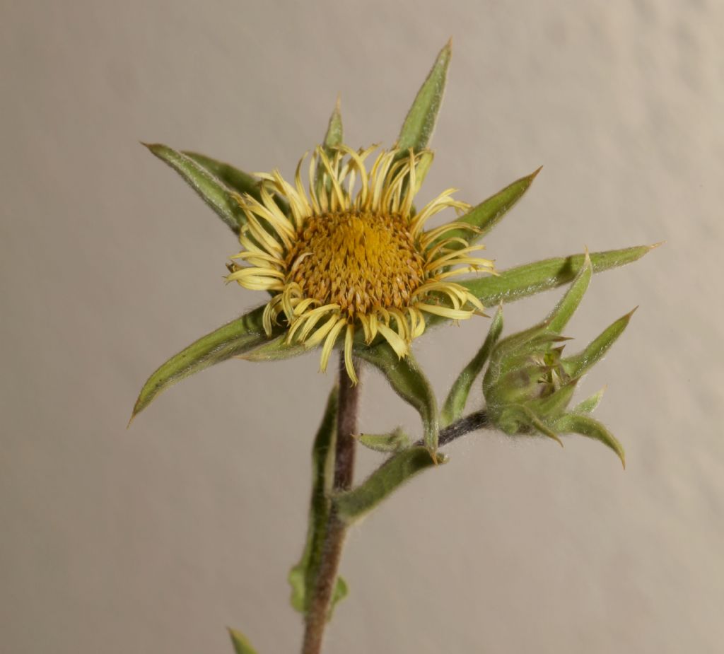 Asteraceae  - Pallenis spinosa