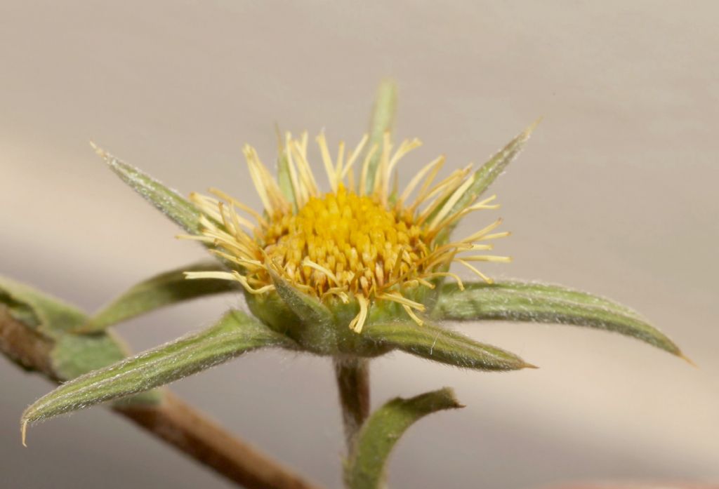 Asteraceae  - Pallenis spinosa