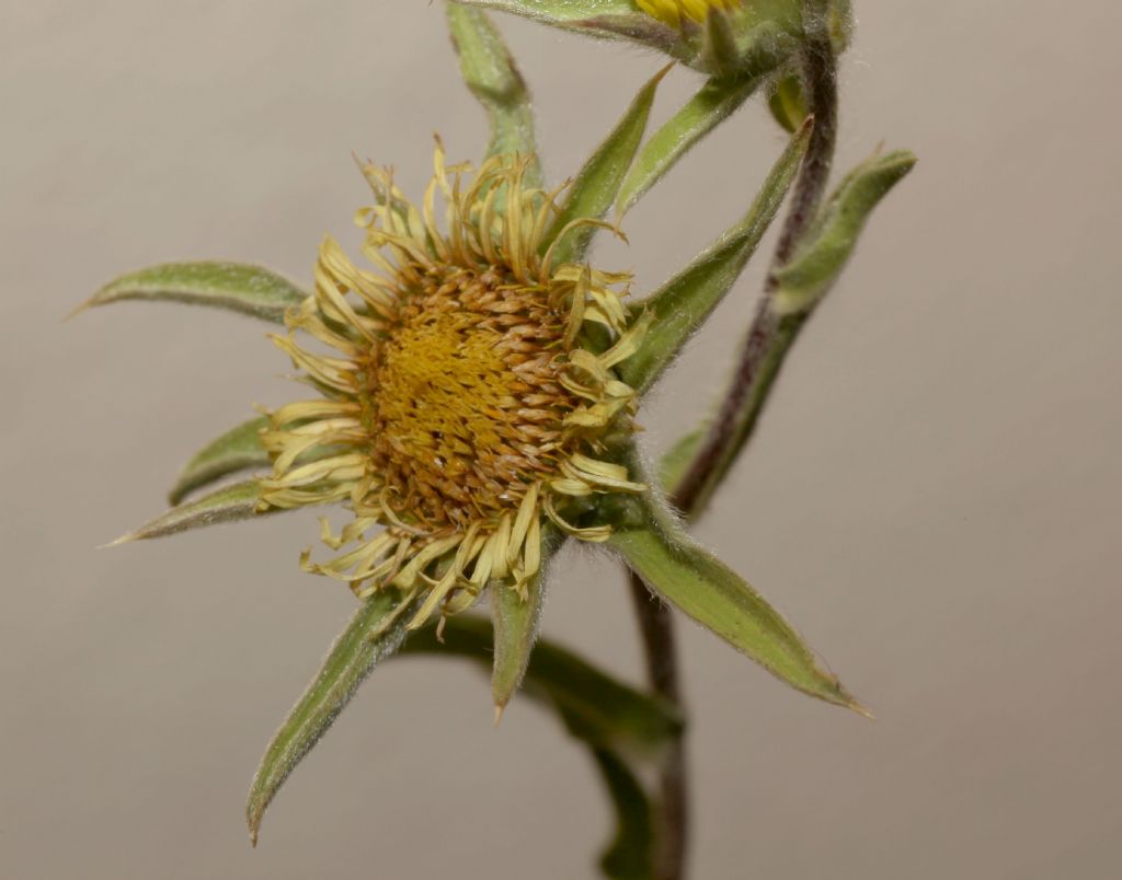 Asteraceae  - Pallenis spinosa