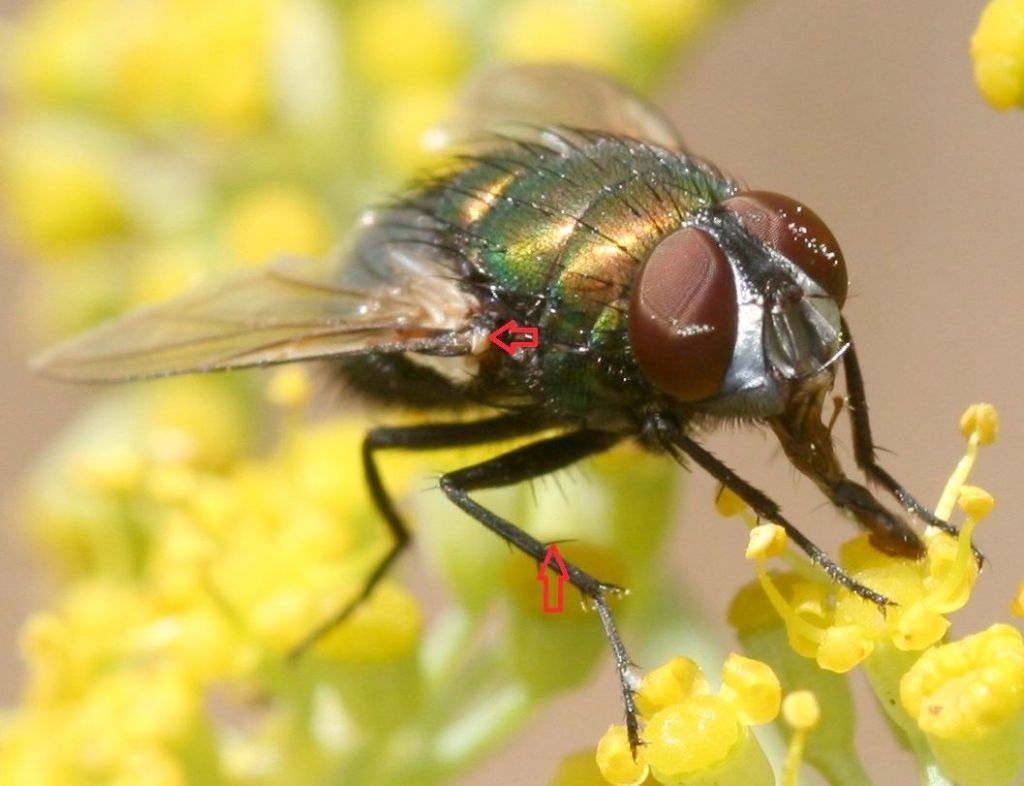 ID Calliphoridae: maschio di Lucilia sericata