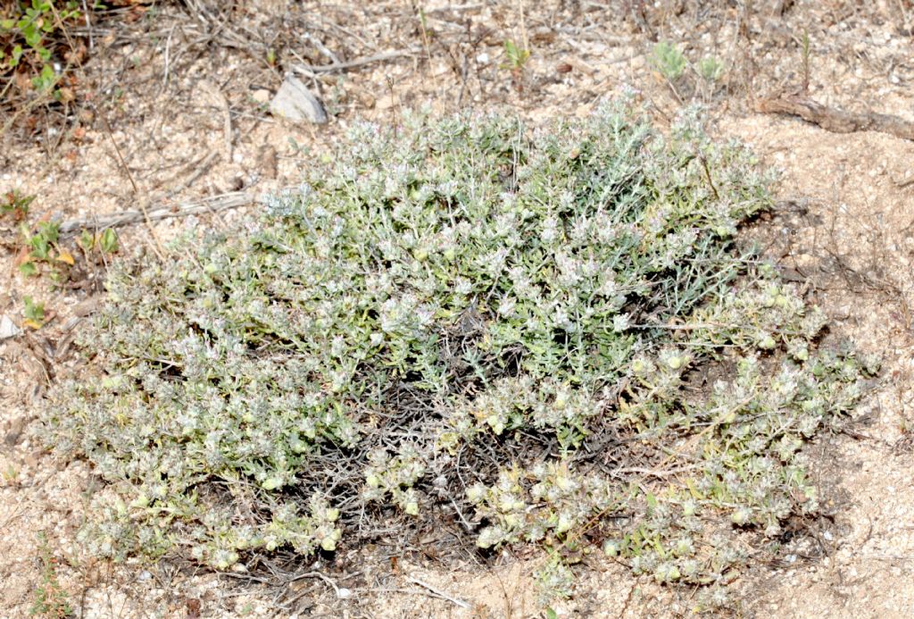 Perenne del retroduna:  Teucrium marum (Lamiaceae)