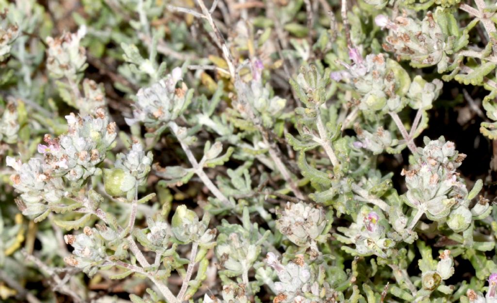 Perenne del retroduna:  Teucrium marum (Lamiaceae)