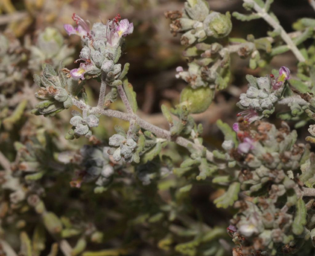 Perenne del retroduna:  Teucrium marum (Lamiaceae)