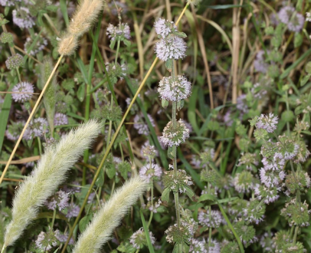 Mentha pulegium ?  S !