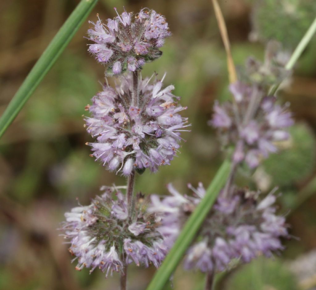 Mentha pulegium ?  S !