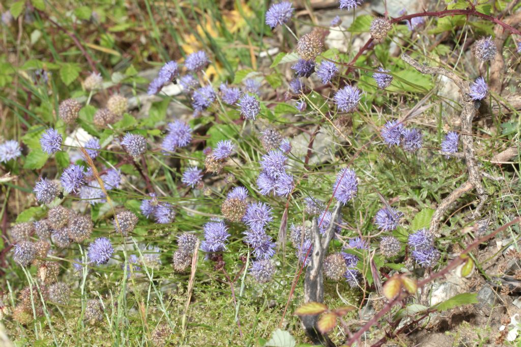 Jasione montana / Vedovella annuale