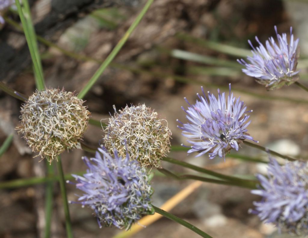 Jasione montana / Vedovella annuale