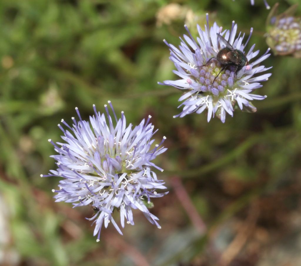 Jasione montana / Vedovella annuale