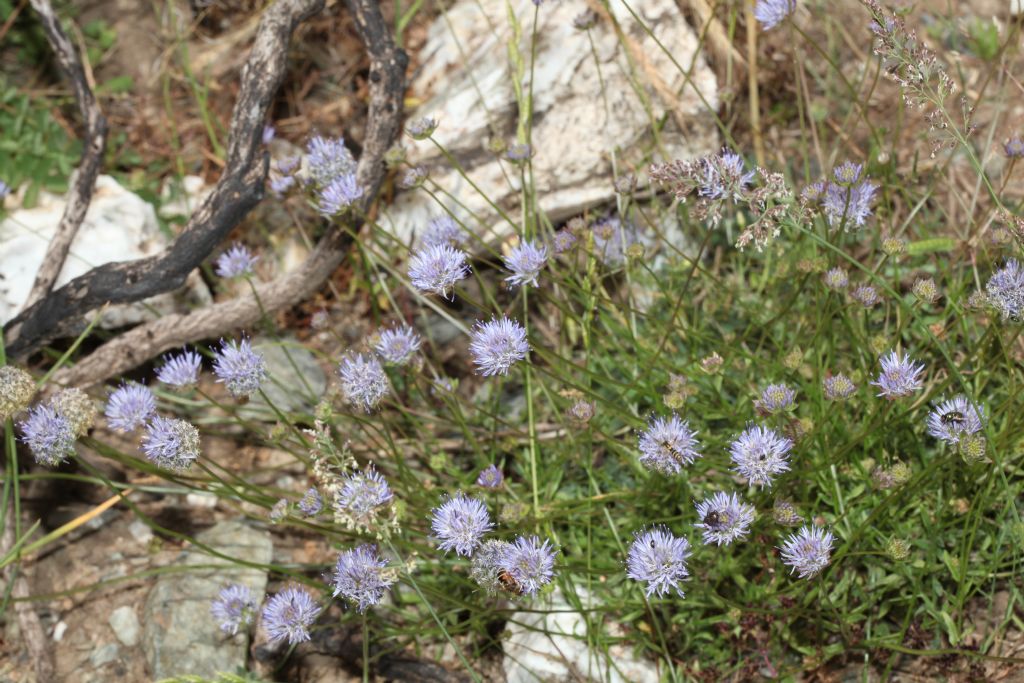 Jasione montana / Vedovella annuale