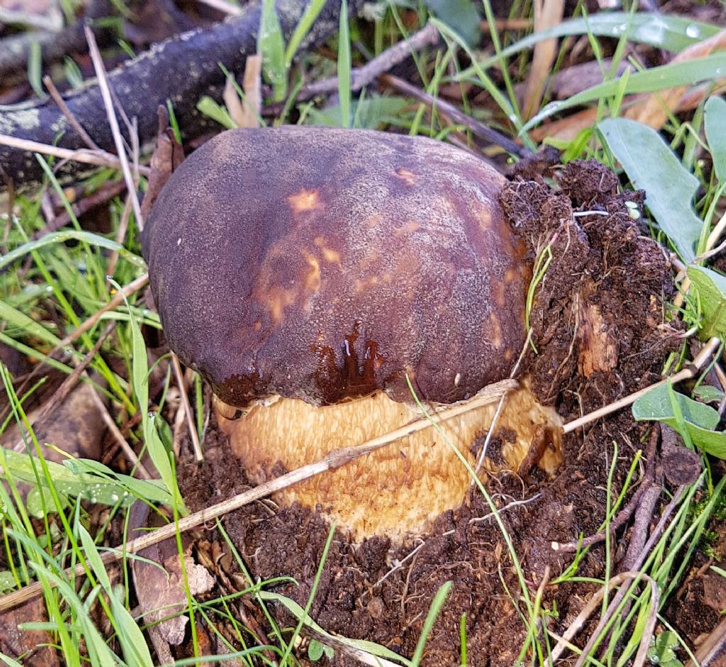 Boletus aereus?  S !