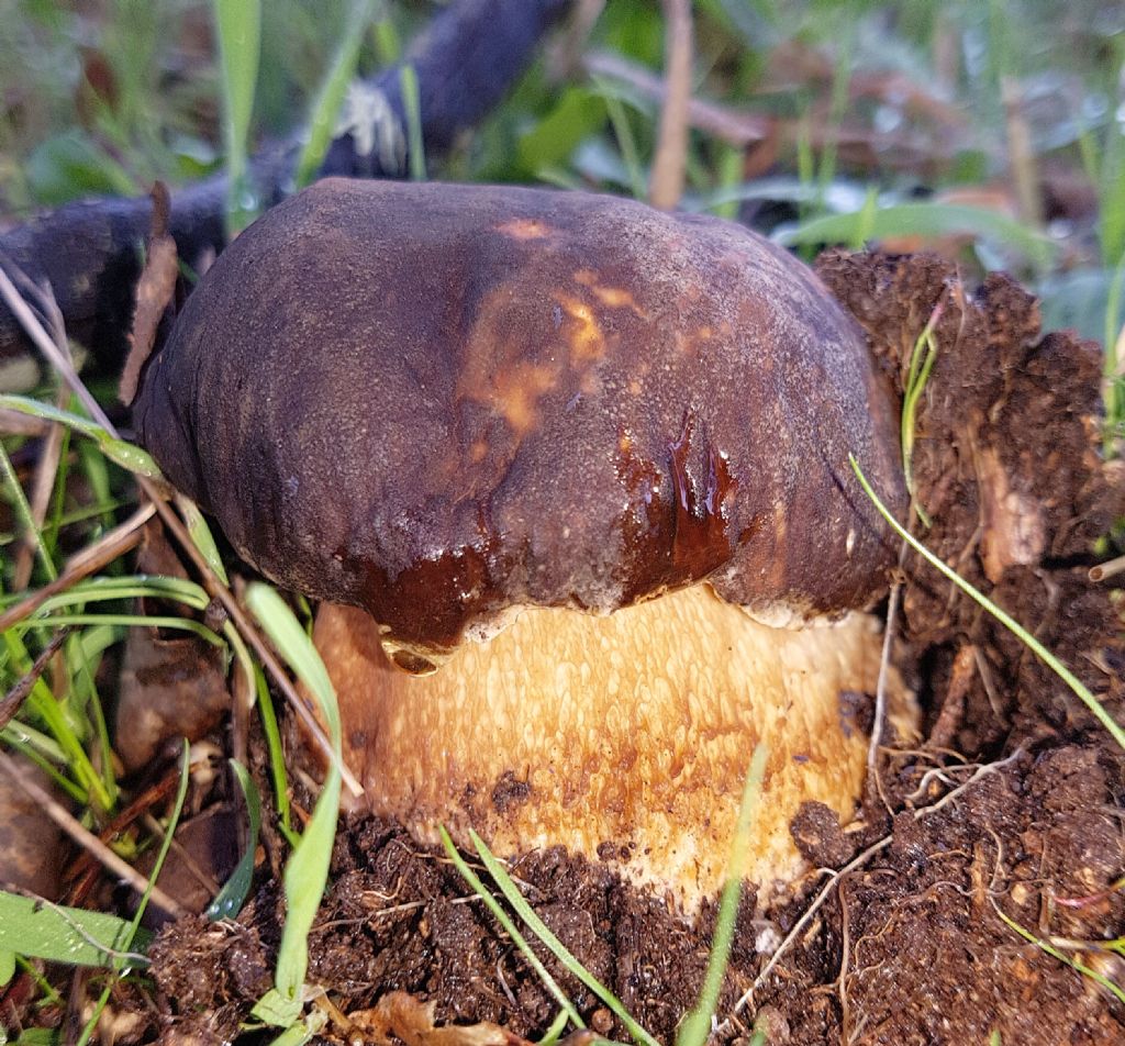 Boletus aereus?  S !