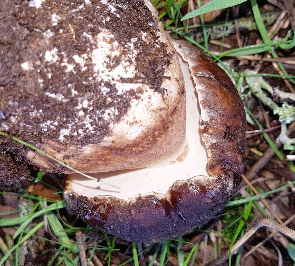 Boletus aereus?  S !